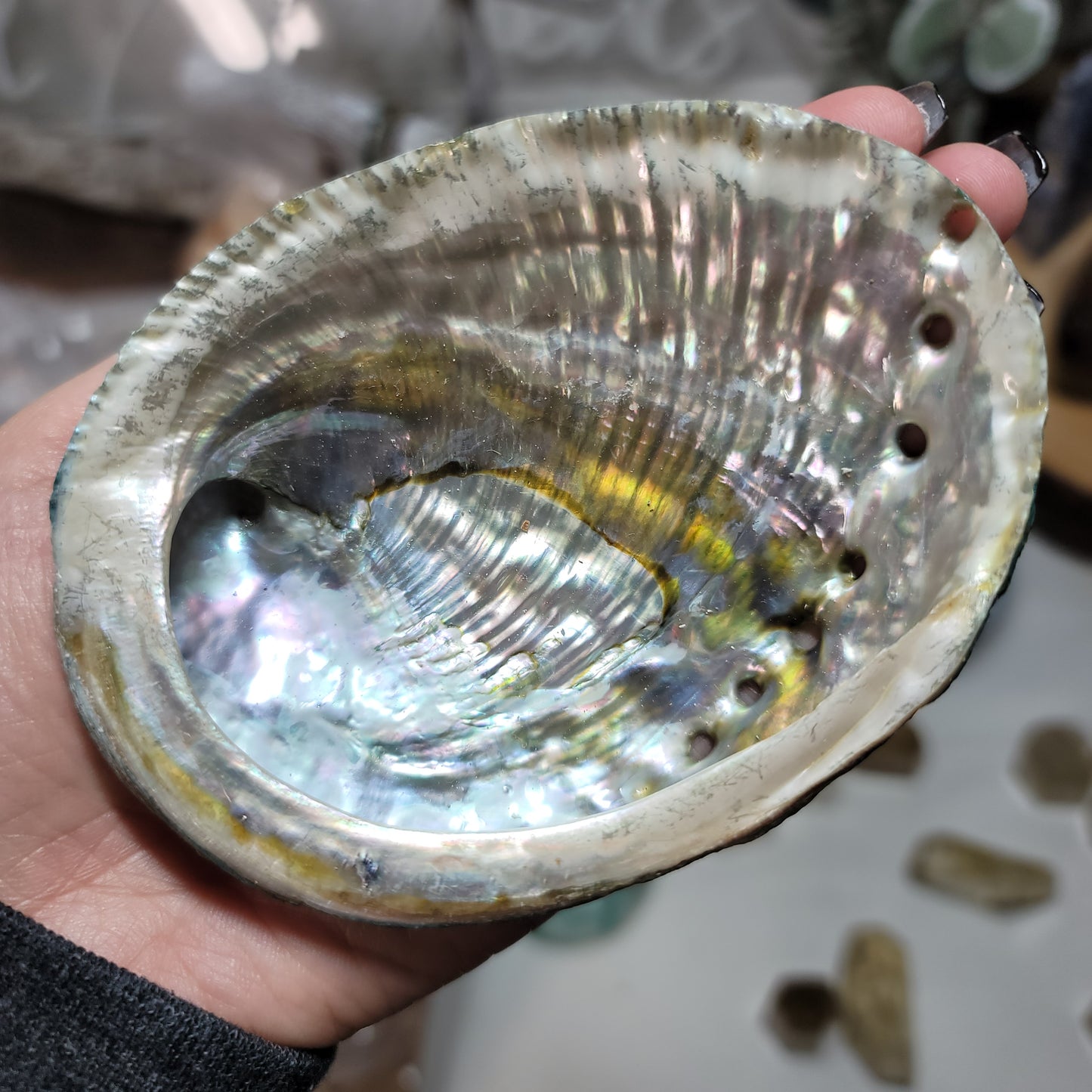 Abalone Shell | Smudge Bowl Tool