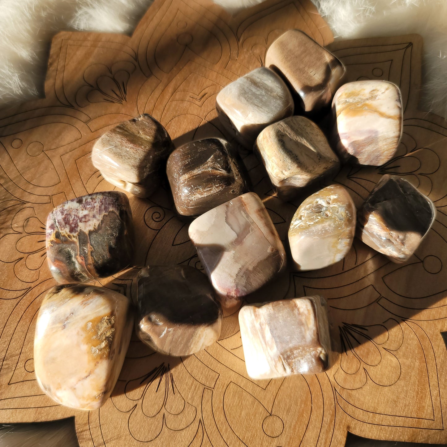 Petrified Wood || transformation, stability, patience