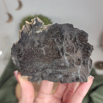 Permineralized Wood, Indonesia | 01