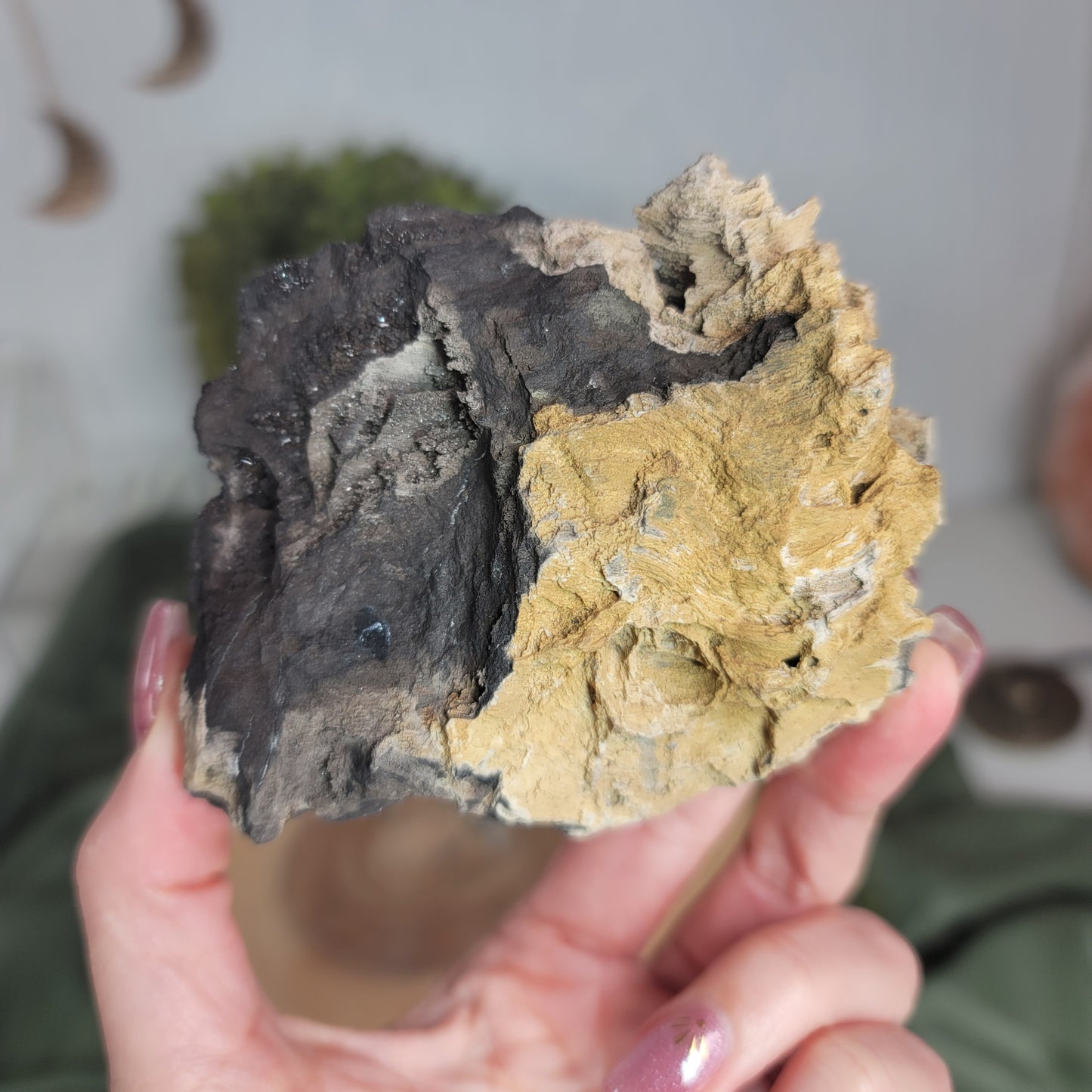 Permineralized Wood, Indonesia | 01
