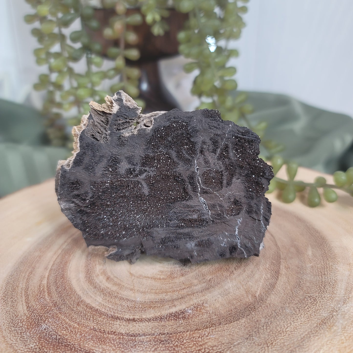Permineralized Wood, Indonesia | 01