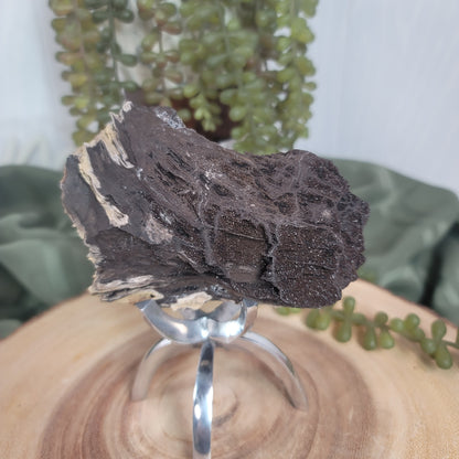 Permineralized Wood, Indonesia | 02