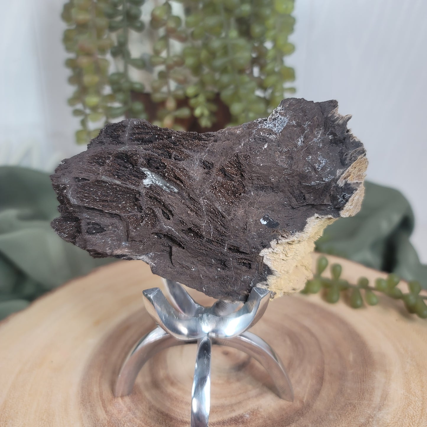 Permineralized Wood, Indonesia | 02