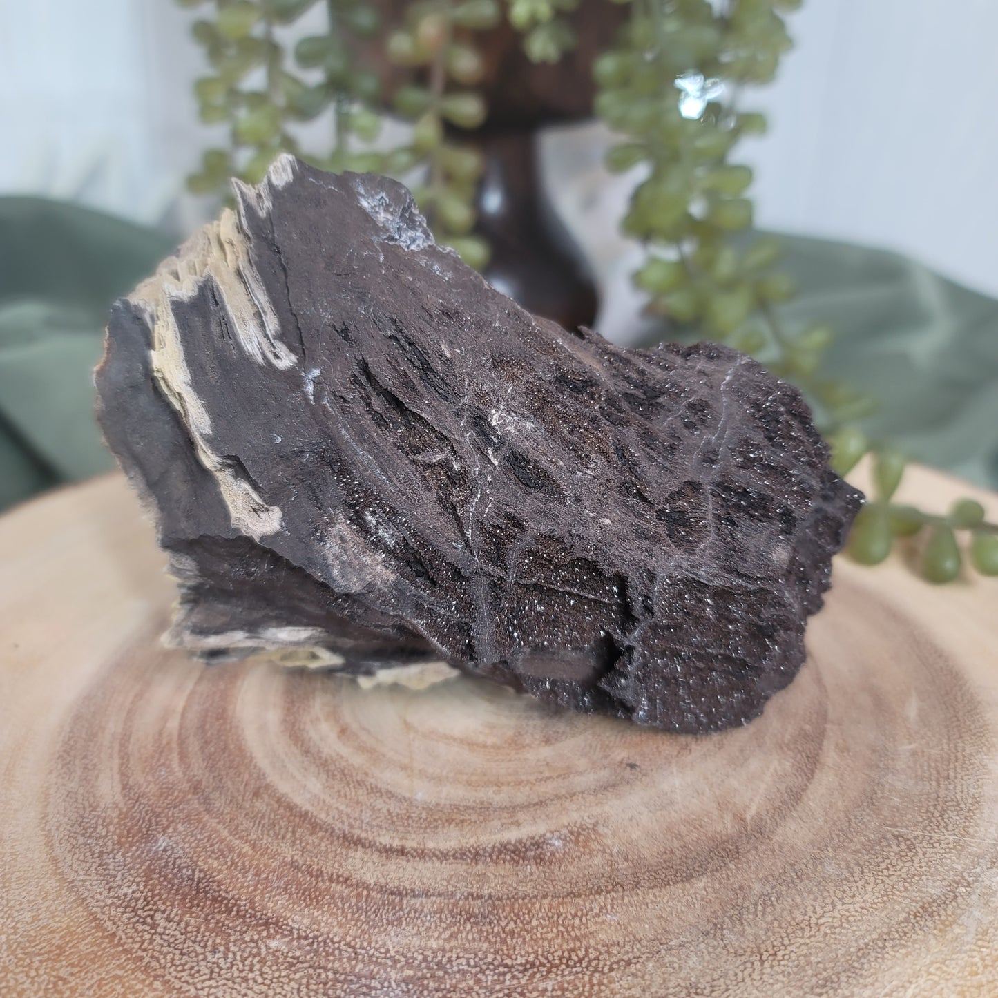 Permineralized Wood, Indonesia | 02