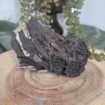Permineralized Wood, Indonesia | 02