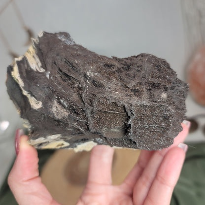 Permineralized Wood, Indonesia | 02