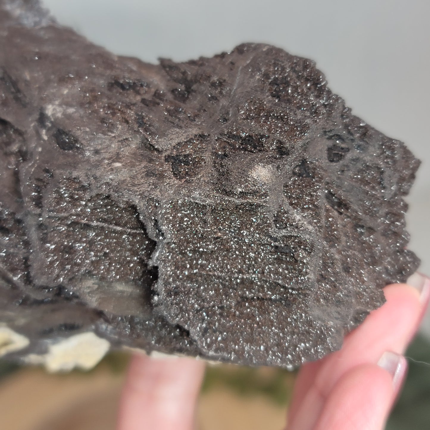 Permineralized Wood, Indonesia | 02