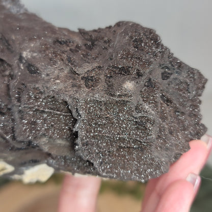 Permineralized Wood, Indonesia | 02