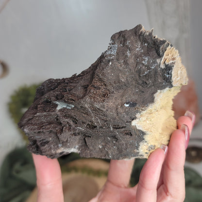 Permineralized Wood, Indonesia | 02