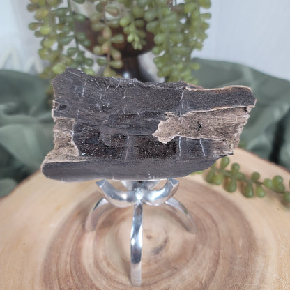 Permineralized Wood, Indonesia | 03