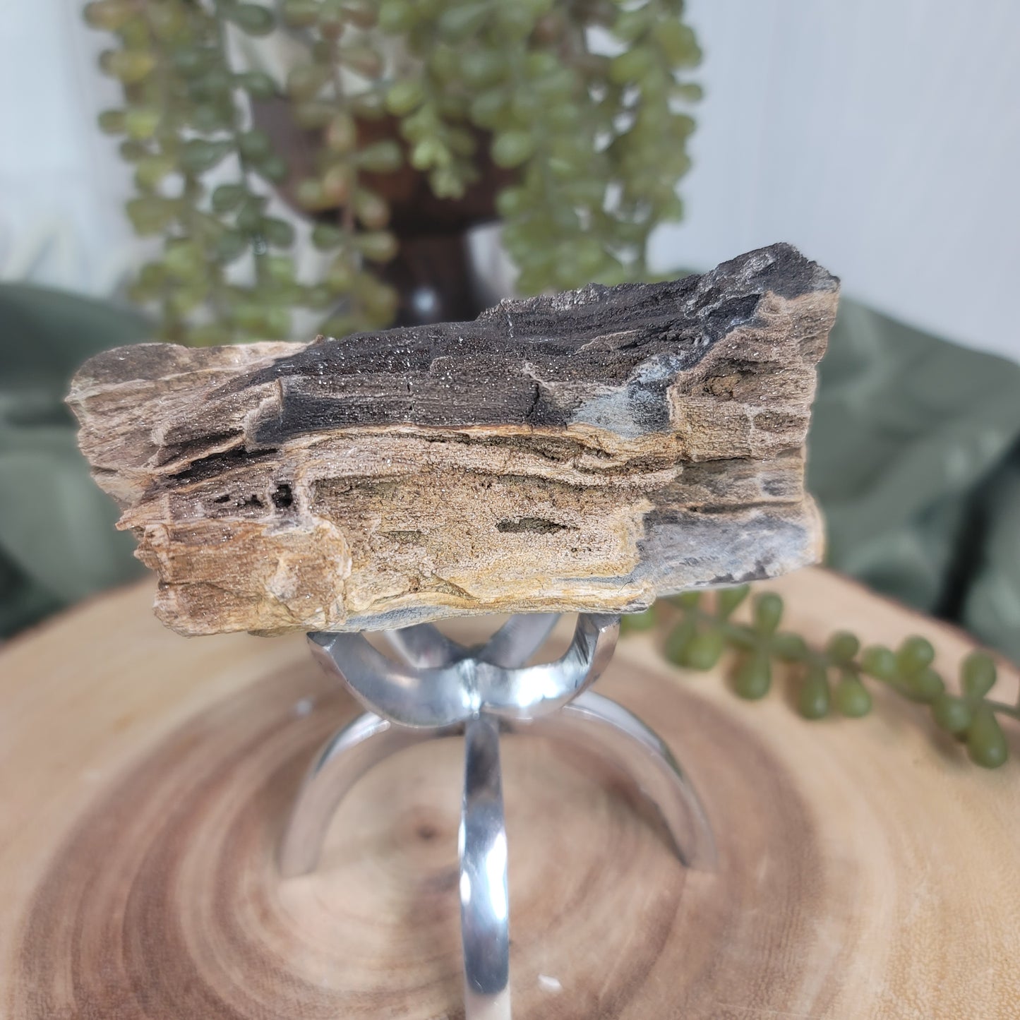 Permineralized Wood, Indonesia | 03