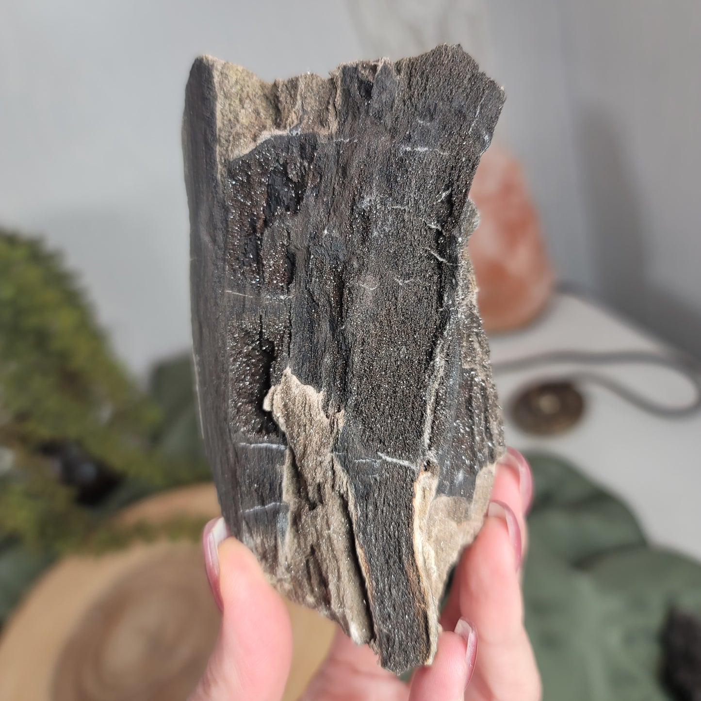 Permineralized Wood, Indonesia | 03