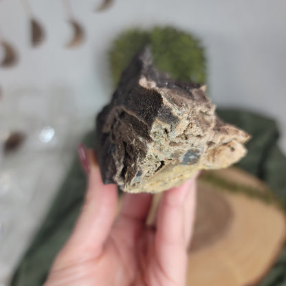 Permineralized Wood, Indonesia | 03