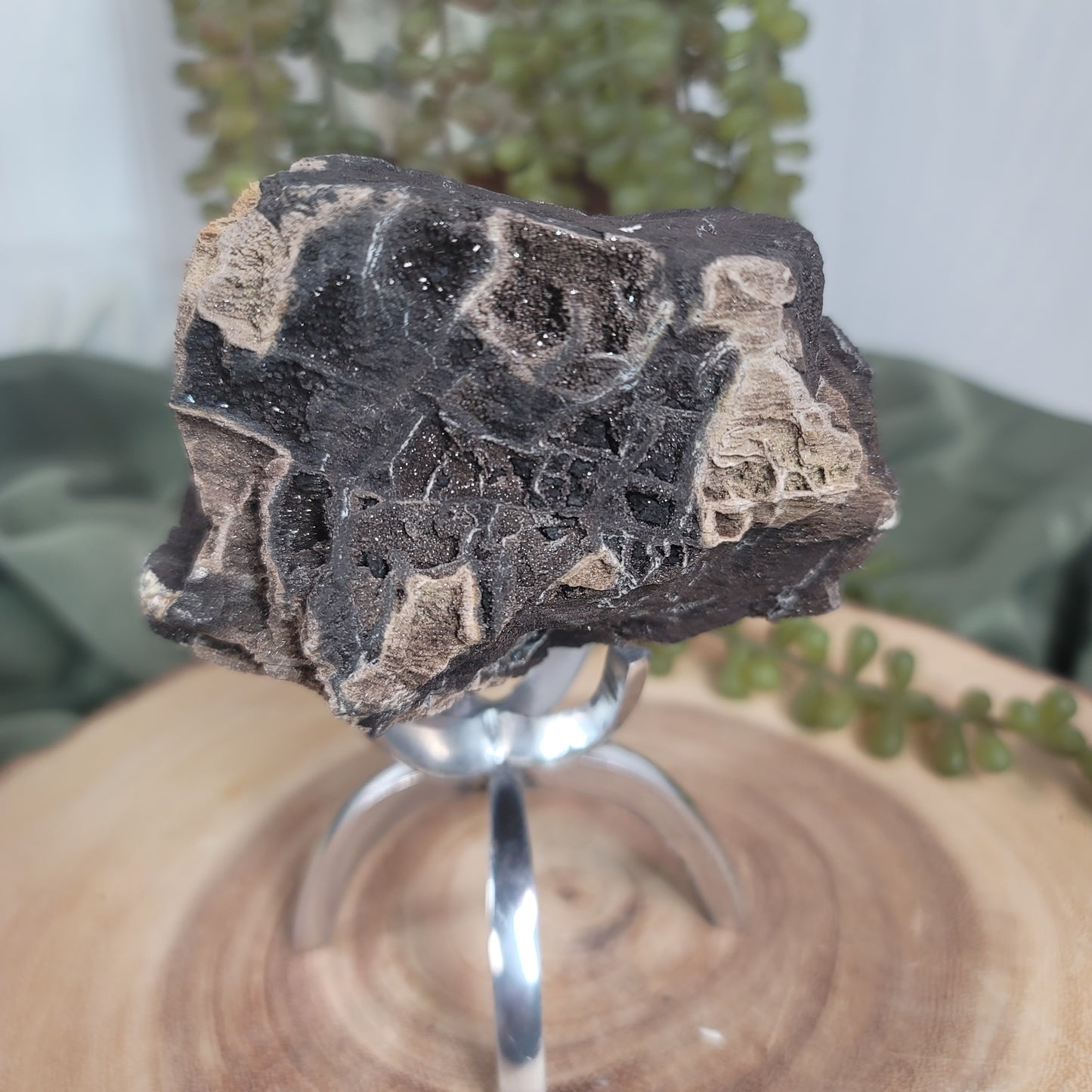 Permineralized Wood, Indonesia | 04