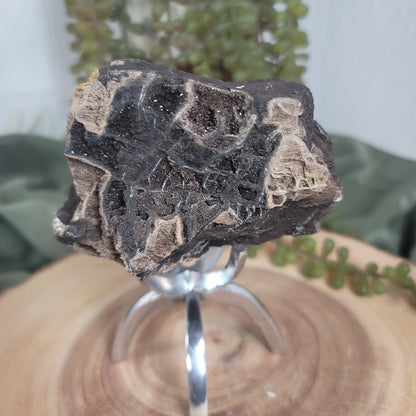 Permineralized Wood, Indonesia | 04