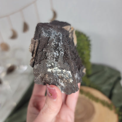 Permineralized Wood, Indonesia | 04