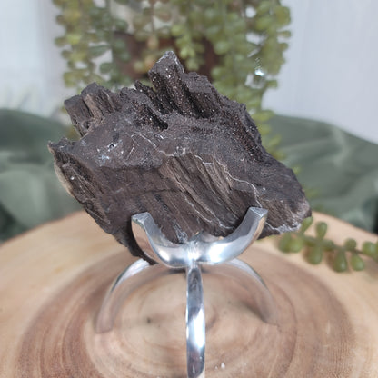 Permineralized Wood, Indonesia | 05