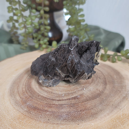 Permineralized Wood, Indonesia | 05