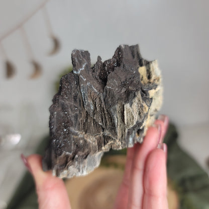 Permineralized Wood, Indonesia | 05