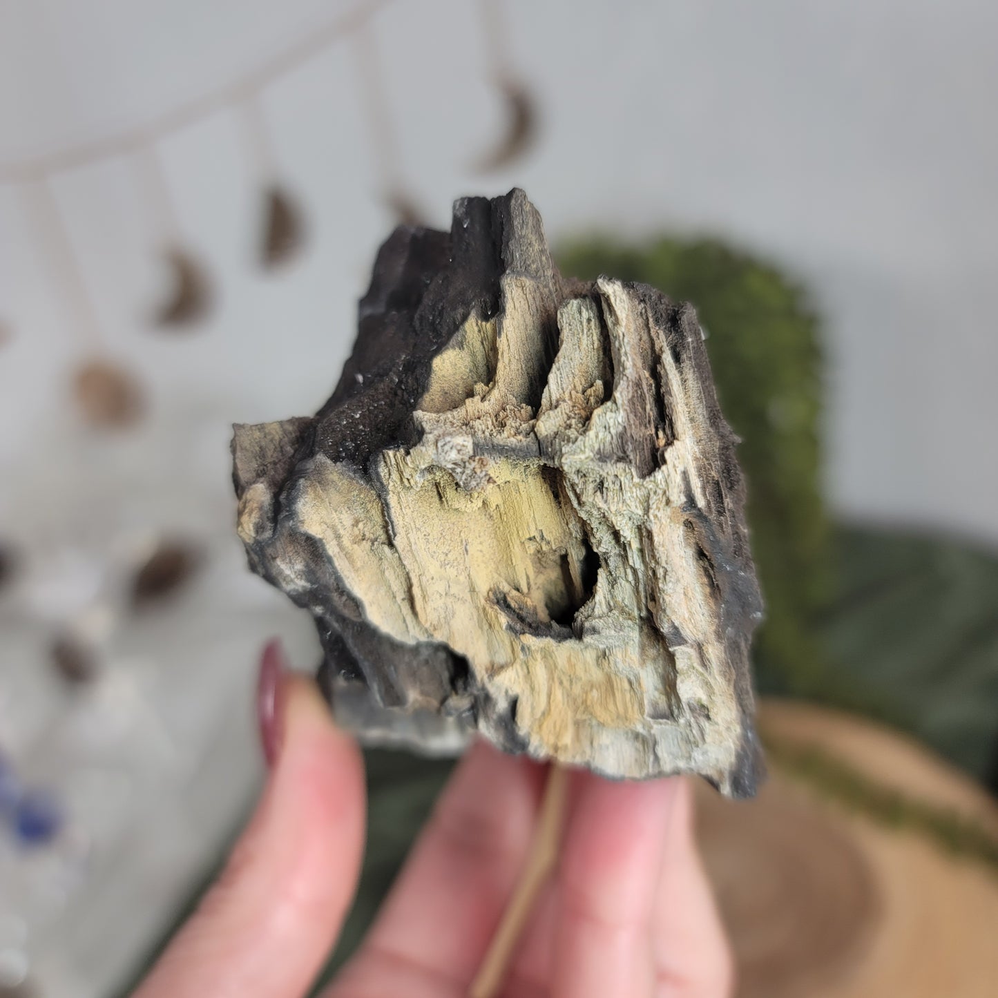 Permineralized Wood, Indonesia | 05
