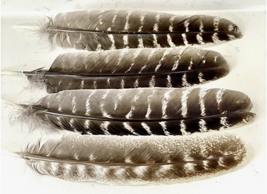 8-9" Premium Turkey Feather | Smudging Ritual Tool