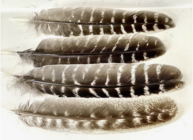 Wellness Smudge Set: Sage, Abalone Shell, Turkey Feather