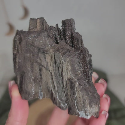 Permineralized Wood, Indonesia | 05