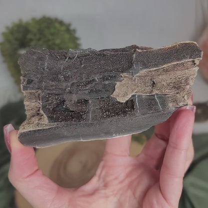 Permineralized Wood, Indonesia | 03